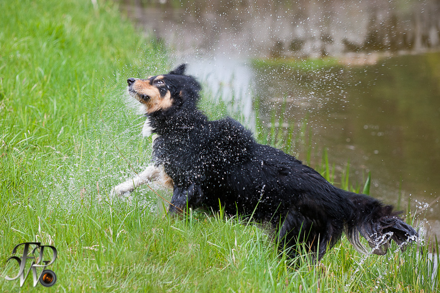 Collietreffen in Franken