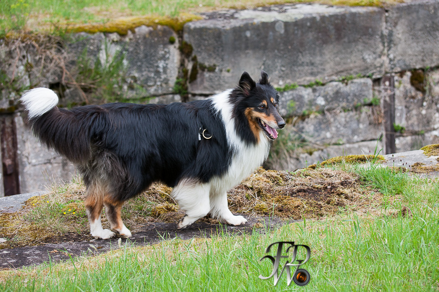 Collietreffen in Franken
