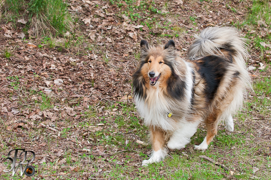 Collietreffen in Franken