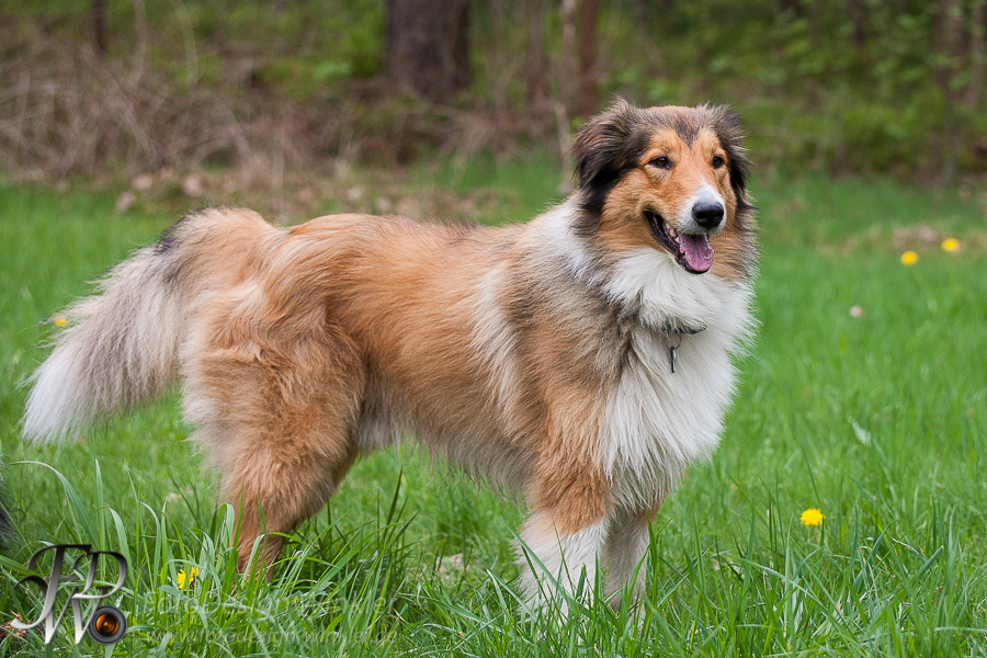 Collietreffen in Franken