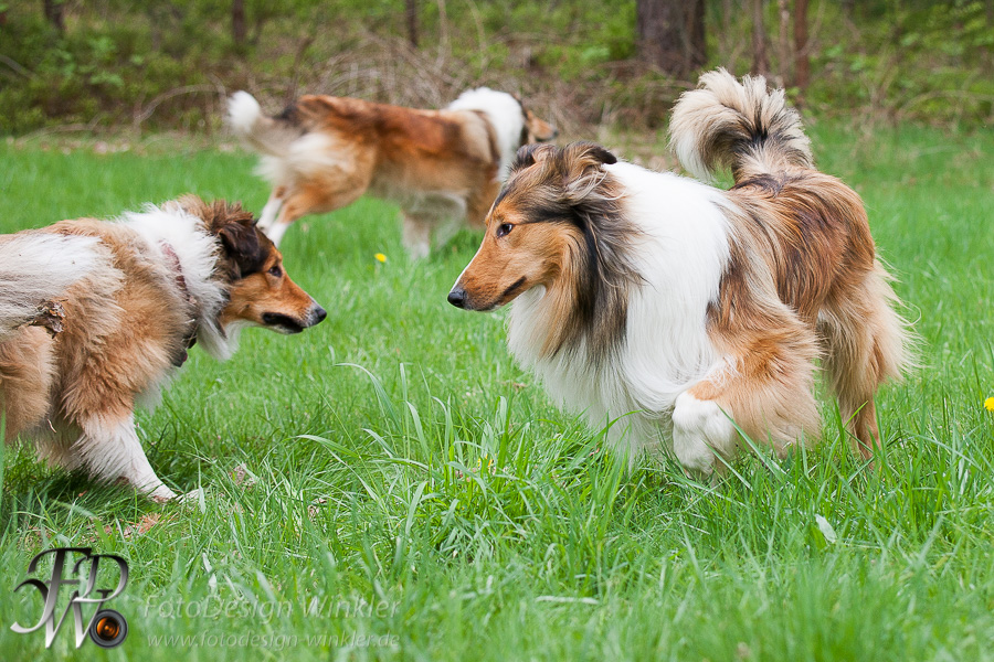 Collietreffen in Franken