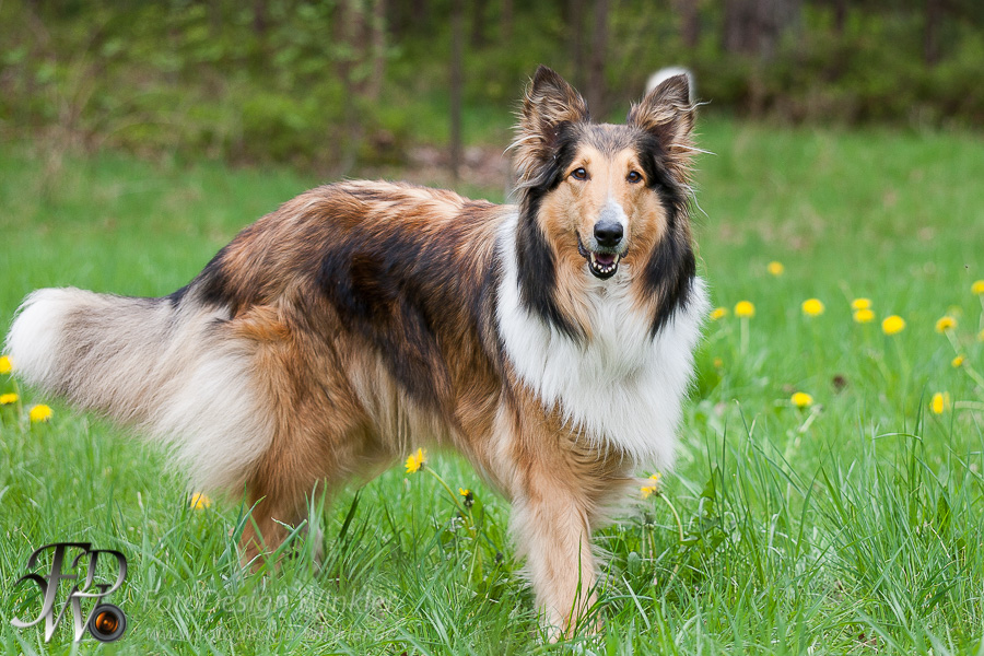 Collietreffen in Franken
