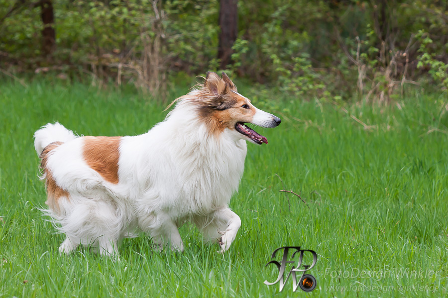 Collietreffen in Franken