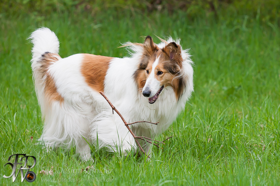 Collietreffen in Franken