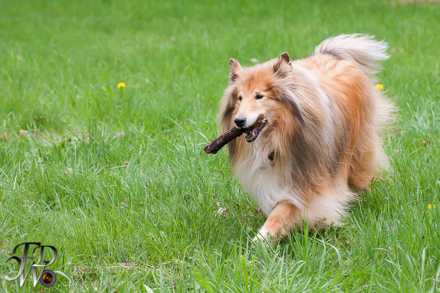Collietreffen in Franken