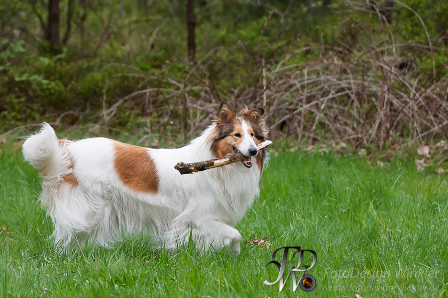 Collietreffen in Franken