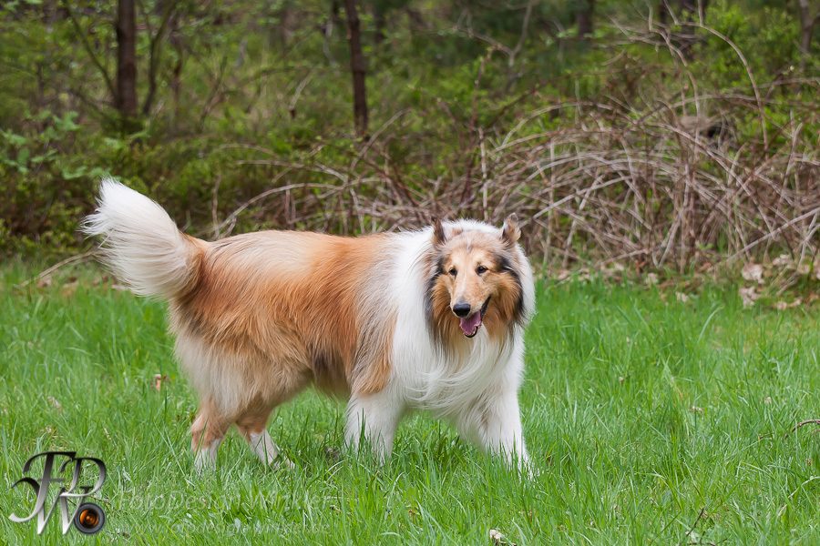 Collietreffen in Franken