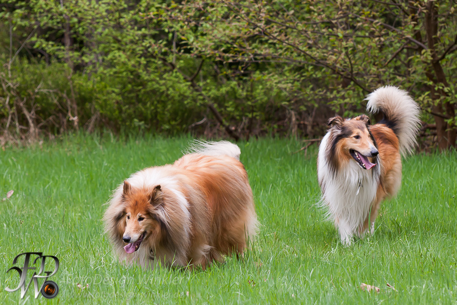 Collietreffen in Franken