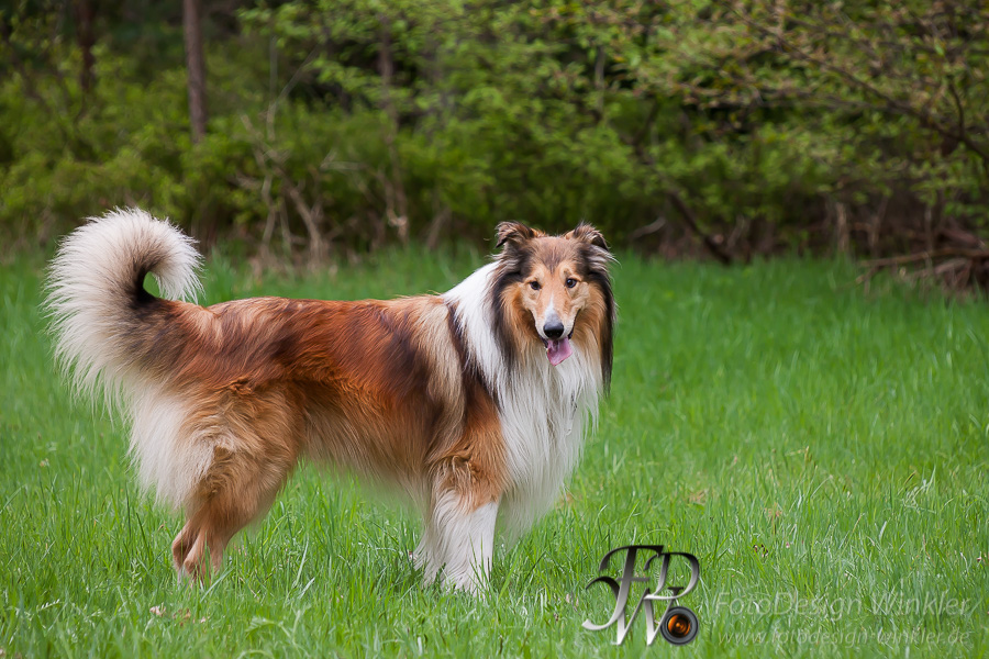 Collietreffen in Franken