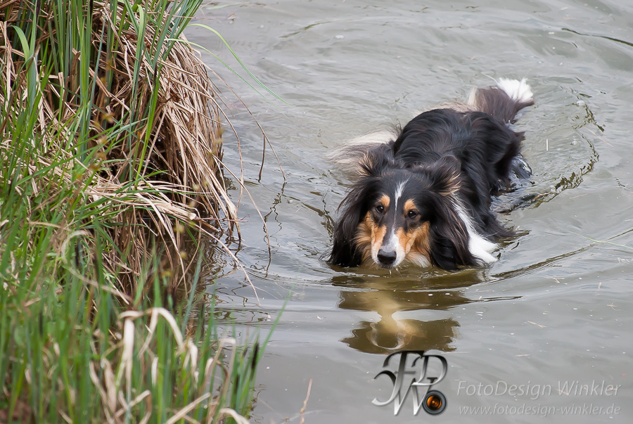 Collietreffen in Franken