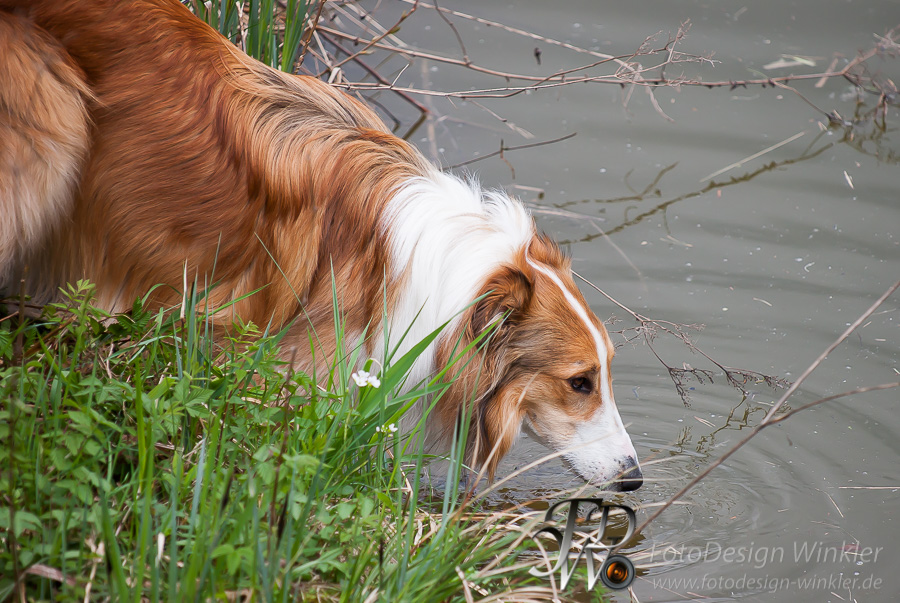 Collietreffen in Franken