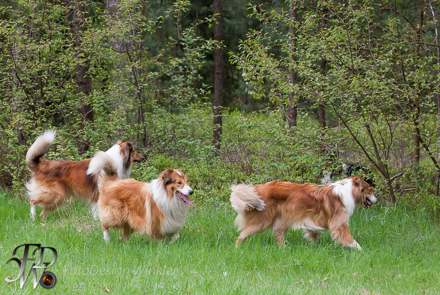 Collietreffen in Franken