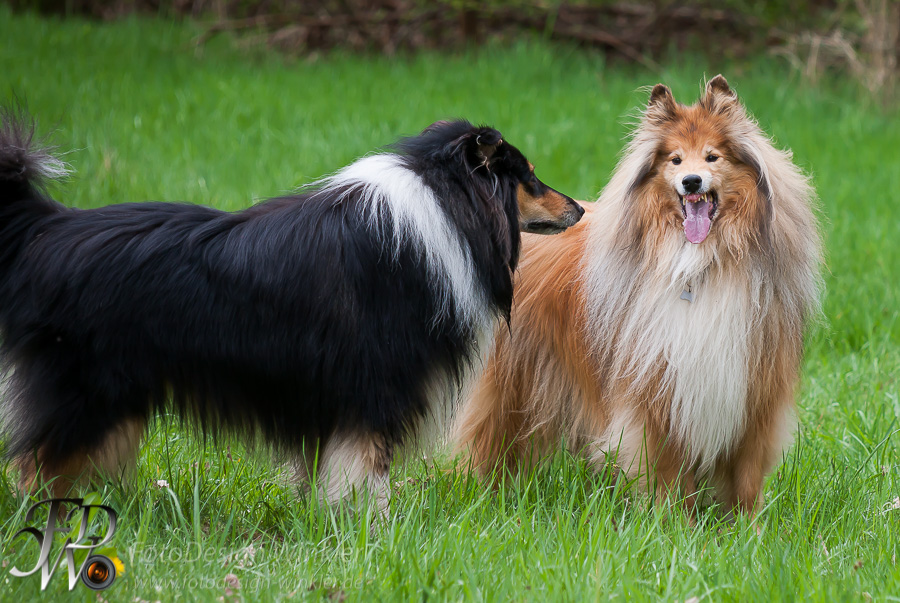 Collietreffen in Franken