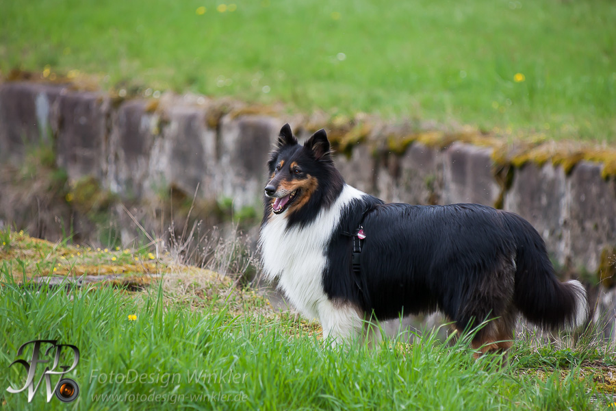 Collietreffen in Franken