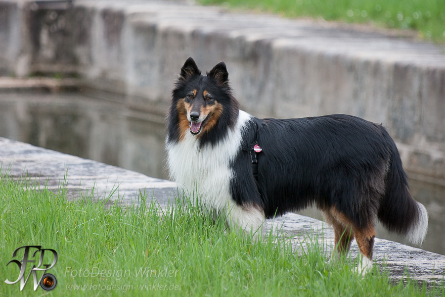 Collietreffen in Franken