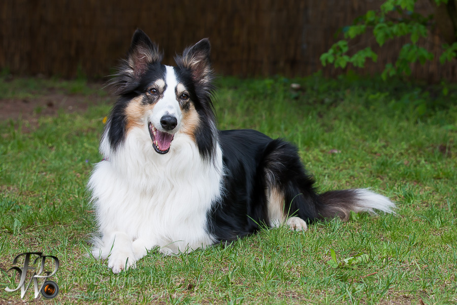 Collietreffen in Franken