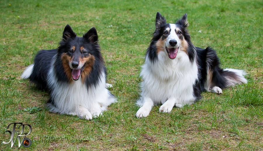 Collietreffen in Franken