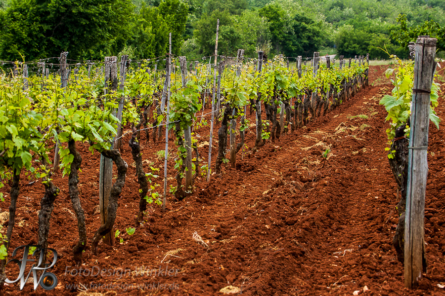 Motovun – Istrien – Kroatien
