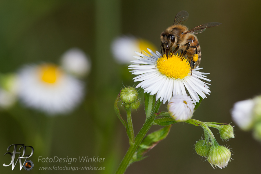 Bienenmakros