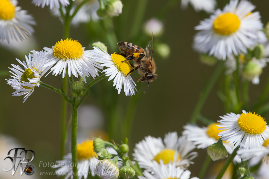 Bienenmakros