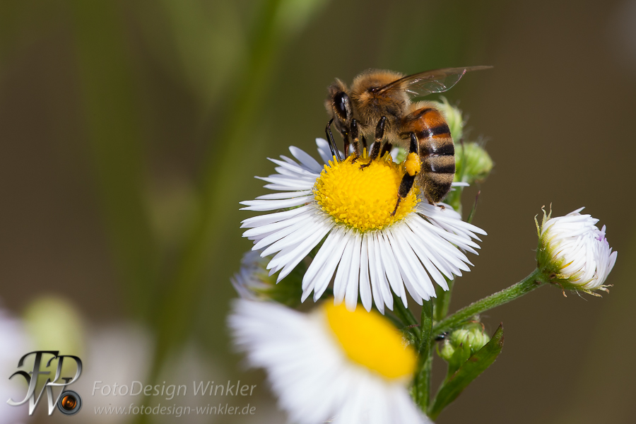 Bienenmakros
