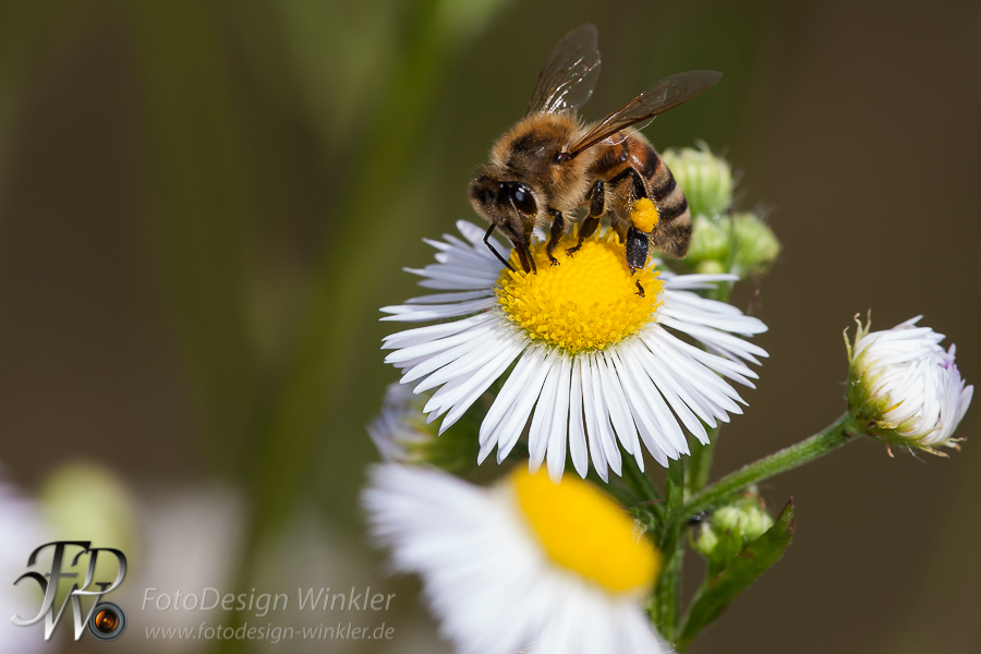 Bienenmakros