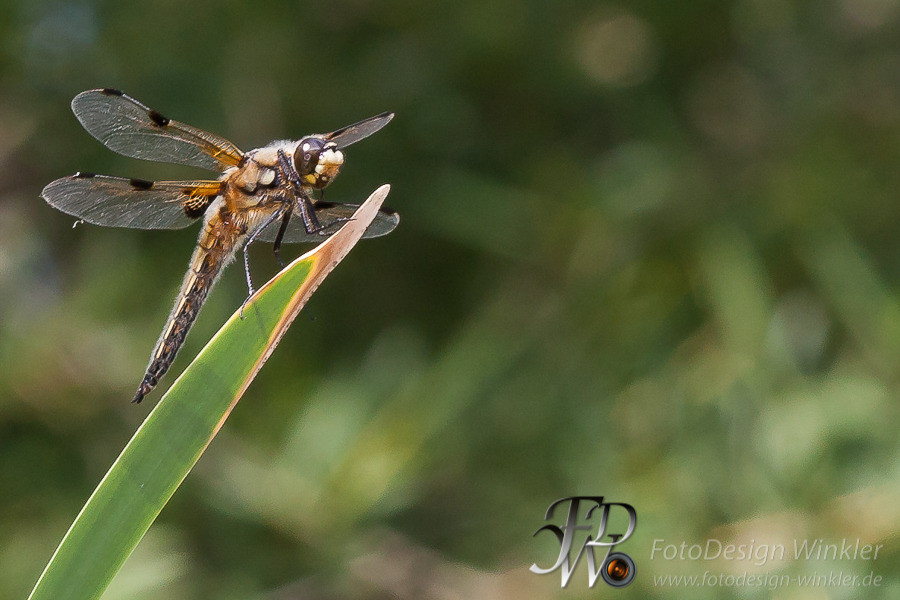 Bienenmakros