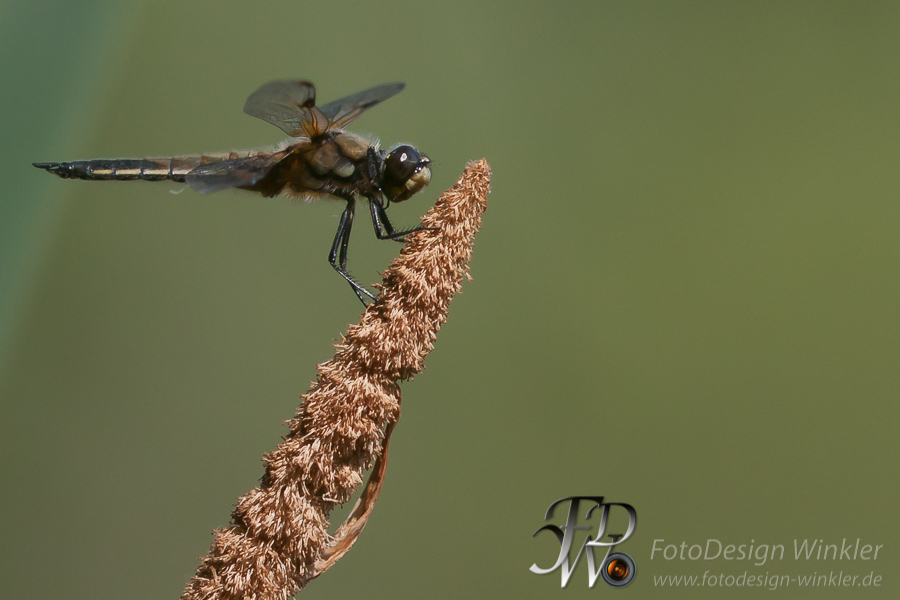 Bienenmakros