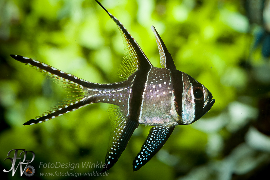 Donauaquarium Ulm