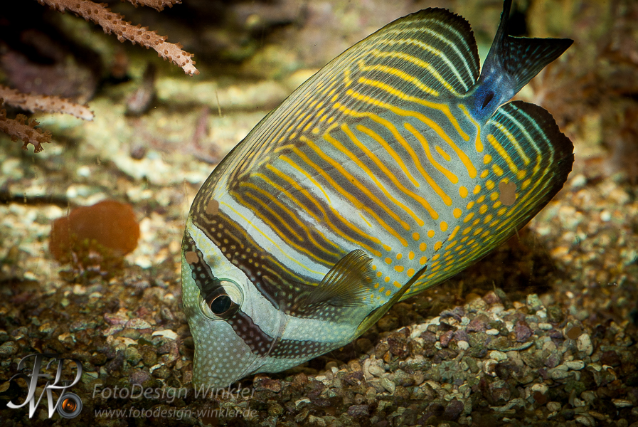 Donauaquarium Ulm