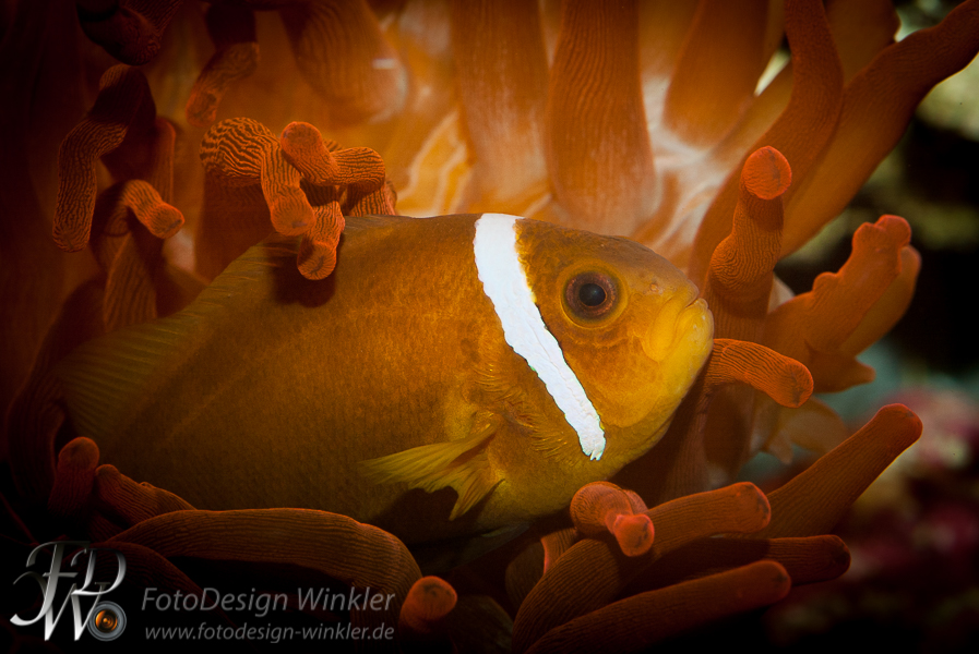 Donauaquarium Ulm