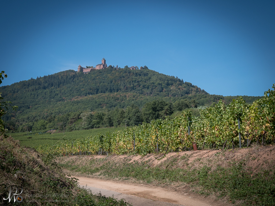 Hoh Königsbourg im Elsass