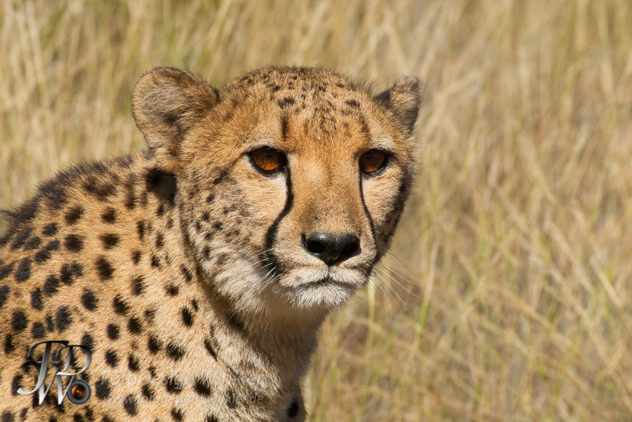 Geparden auf der Düsternbrook Farm in Namibia