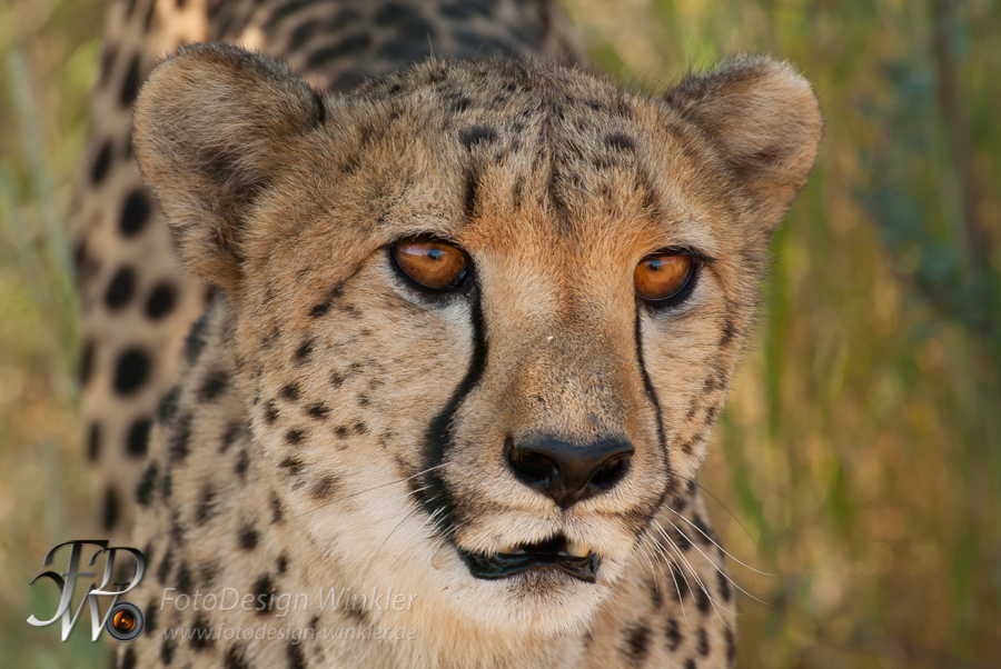 Geparden auf der Düsternbrook Farm in Namibia