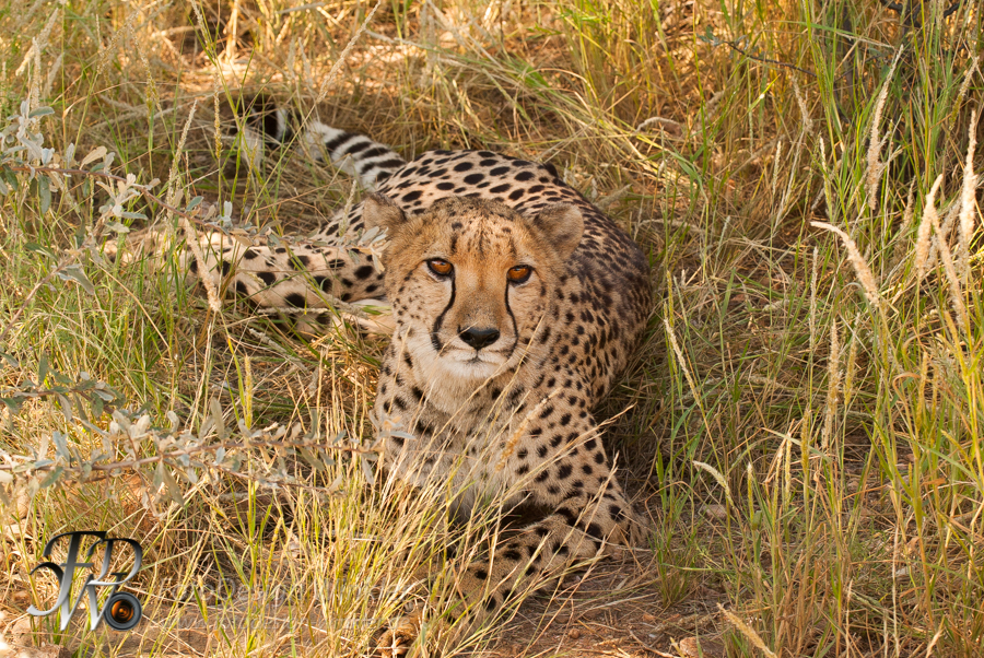 Geparden auf der Düsternbrook Farm in Namibia