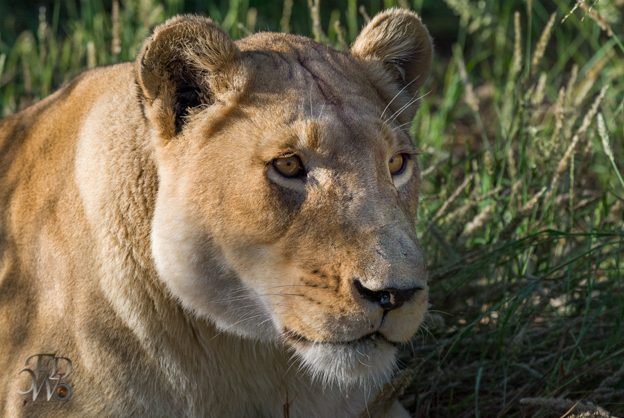Löwen auf der Aloe Grove Farm in Namibia