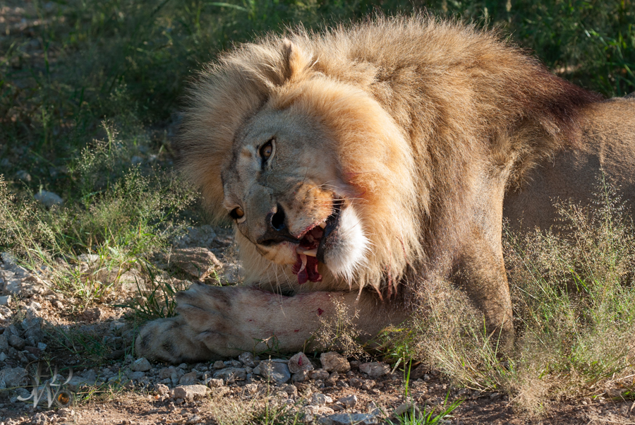 Löwen auf der Aloe Grove Farm in Namibia