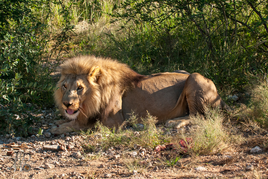 Löwen auf der Aloe Grove Farm in Namibia