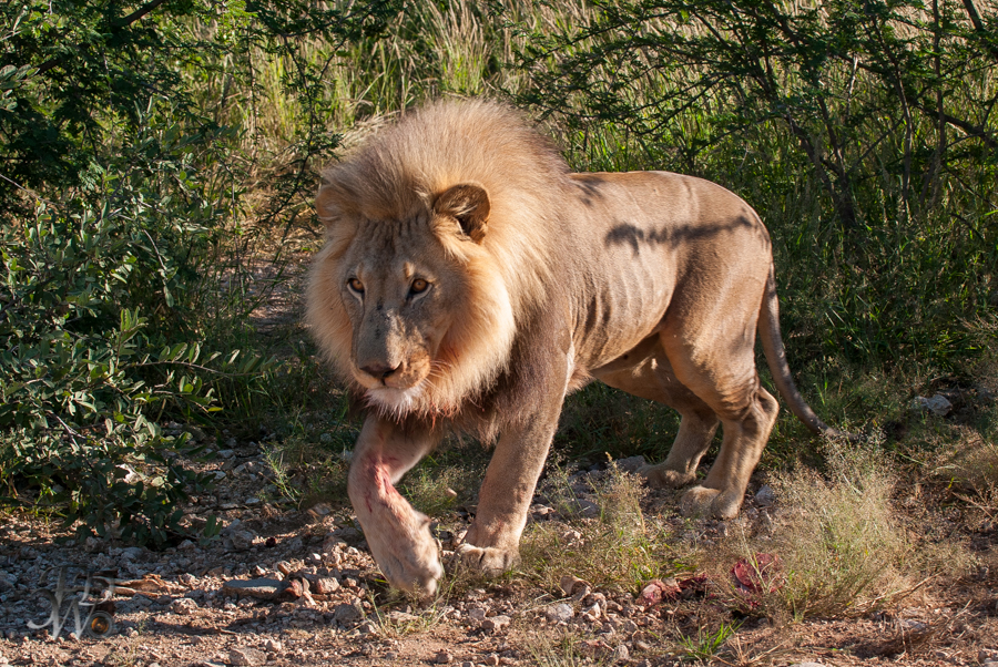 Löwen auf der Aloe Grove Farm in Namibia