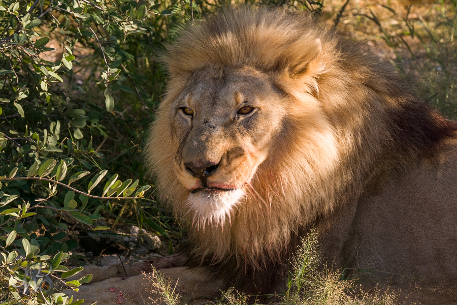Löwen auf der Aloe Grove Farm in Namibia