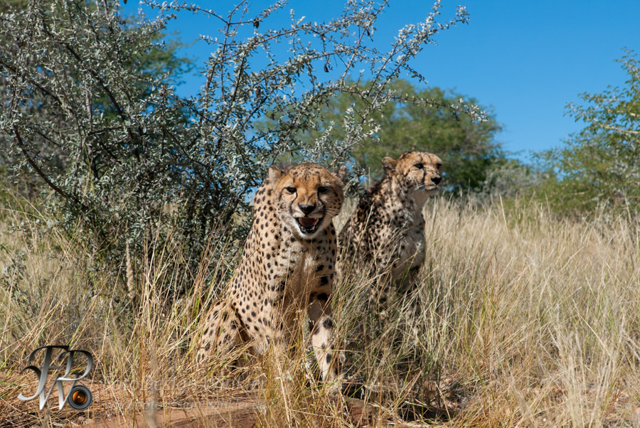 Geparden auf der Düsternbrook Farm in Namibia
