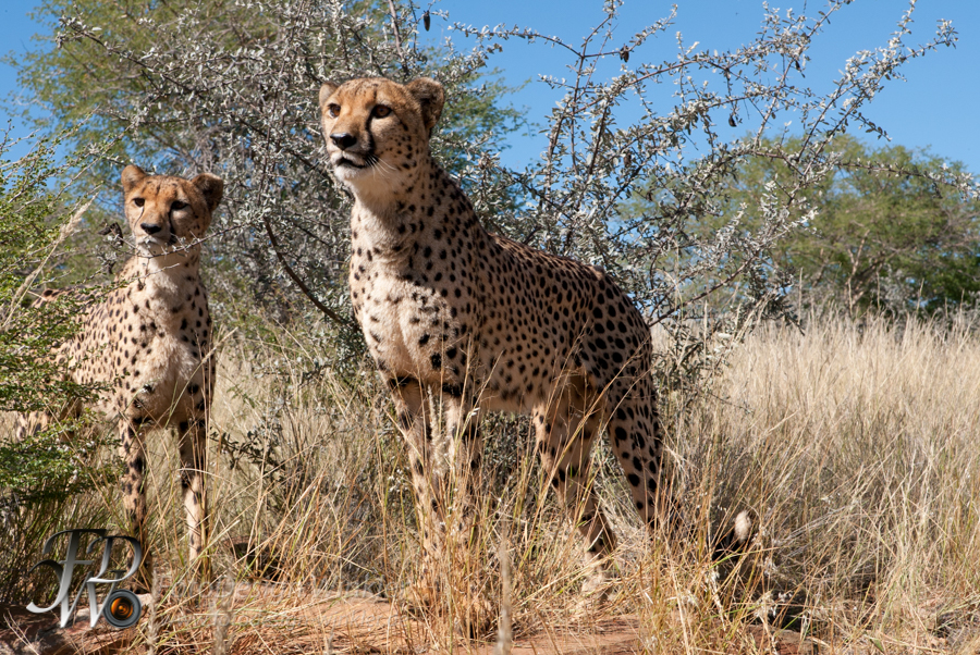 Geparden auf der Düsternbrook Farm in Namibia