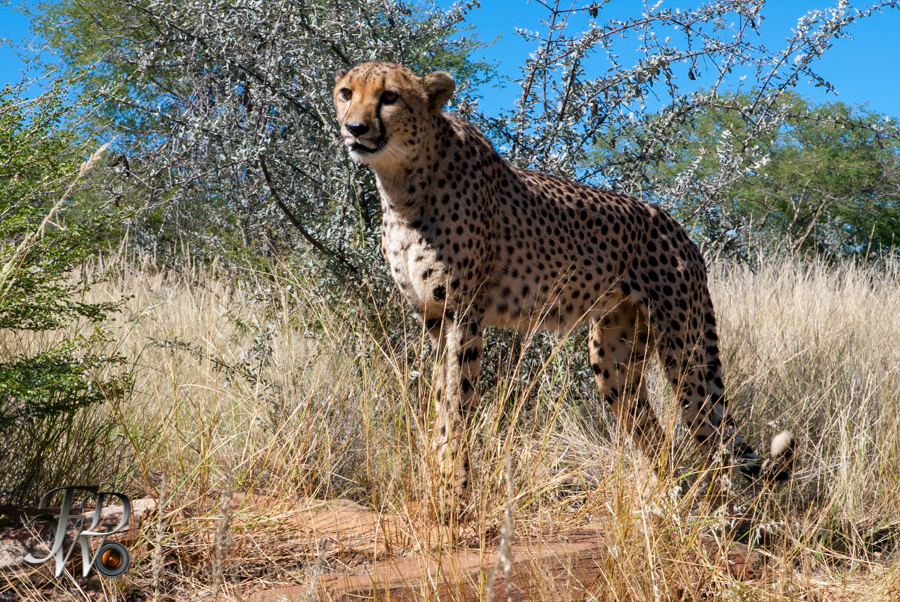 Geparden auf der Düsternbrook Farm in Namibia