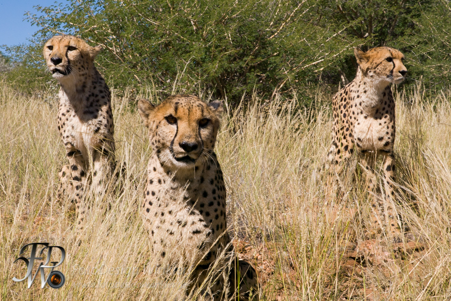 Geparden auf der Düsternbrook Farm in Namibia