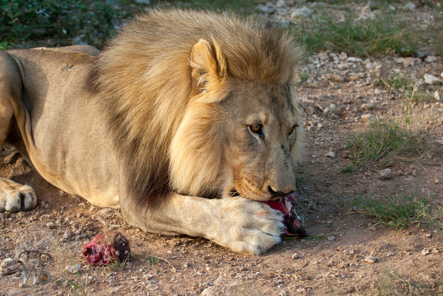 Löwen auf der Aloe Grove Farm in Namibia