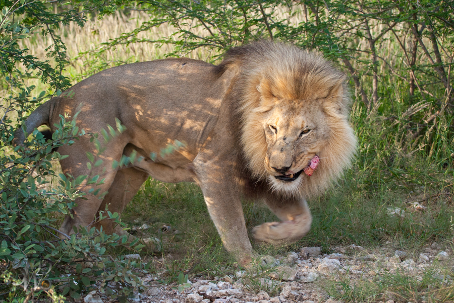 Löwen auf der Aloe Grove Farm in Namibia