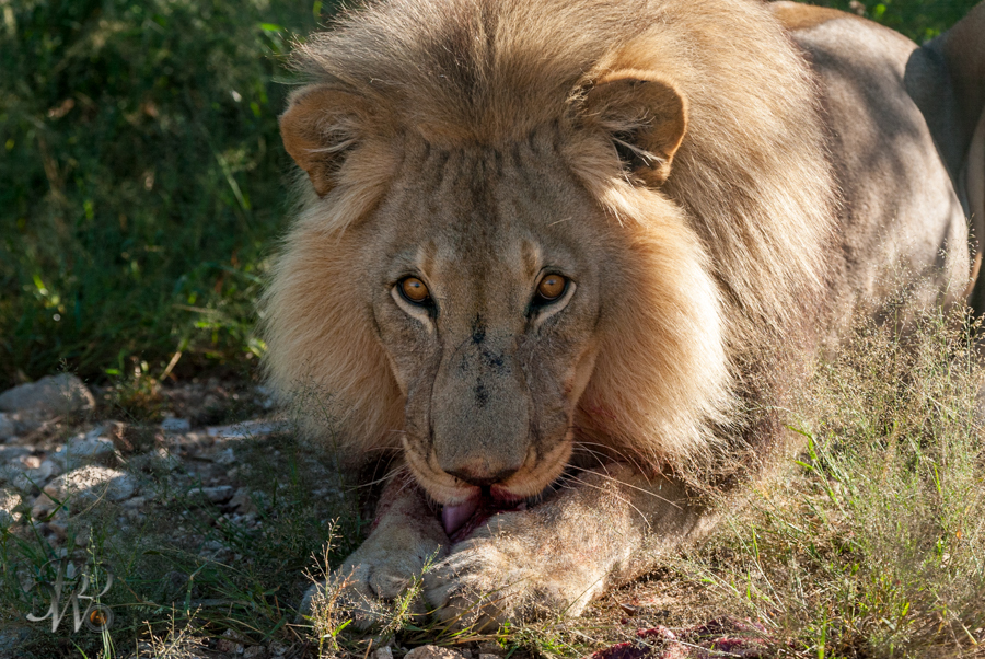 Löwen auf der Aloe Grove Farm in Namibia