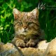 Wildpark Bad Mergentheim