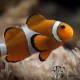 Donauaquarium Ulm