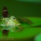 Frosch im Gartenteich
